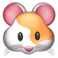 Hamstera